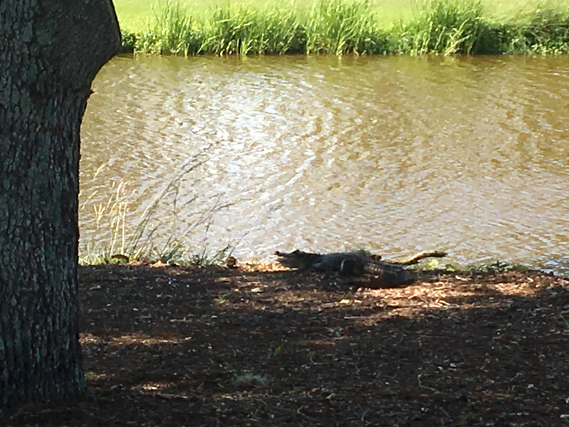 Illustration for article titled One Cougar and two gators